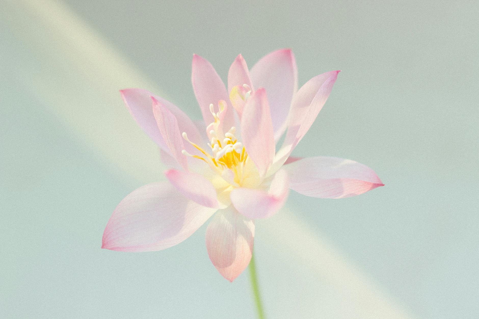 Pink lotus flower in gentle warm light, showing spiral petal geometry against soft background