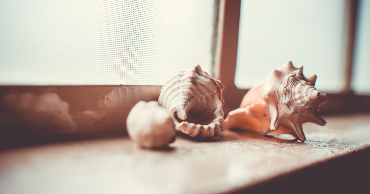 A collection of seashells arranged on a sunlit windowsill, creating a warm and nostalgic atmosphere.