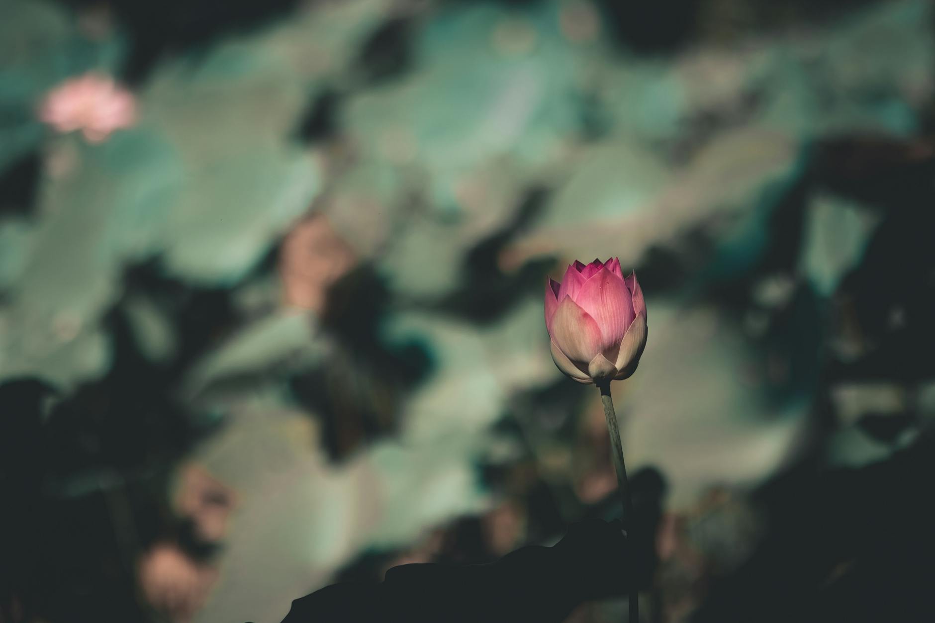 Single lotus bud against muted abstract background, minimal composition evoking quiet growth and becoming